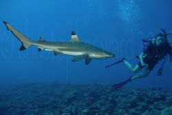 Moorea, French Polynesia. Blacktip sharks surrounded us j... by Christopher Ward 
